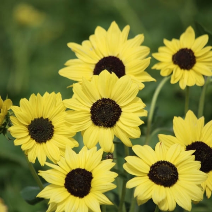 Picture of Helianthus (Sunflower) - Debilis 'soluna Lemon